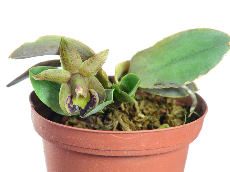 Epidendrum oxapampense