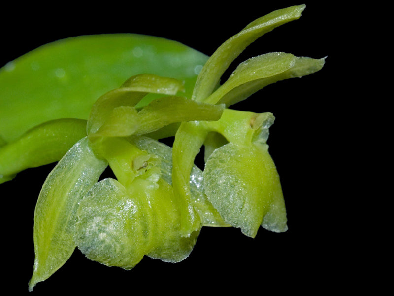 Epidendrum pachygastrium