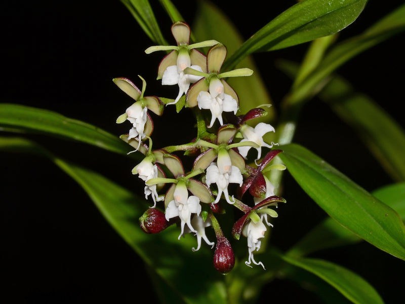 Epidendrum panguiense