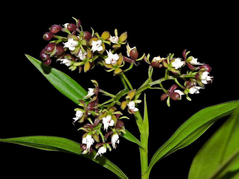 Epidendrum panguiense