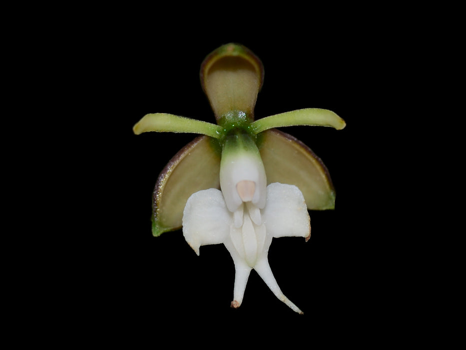 Epidendrum panguiense