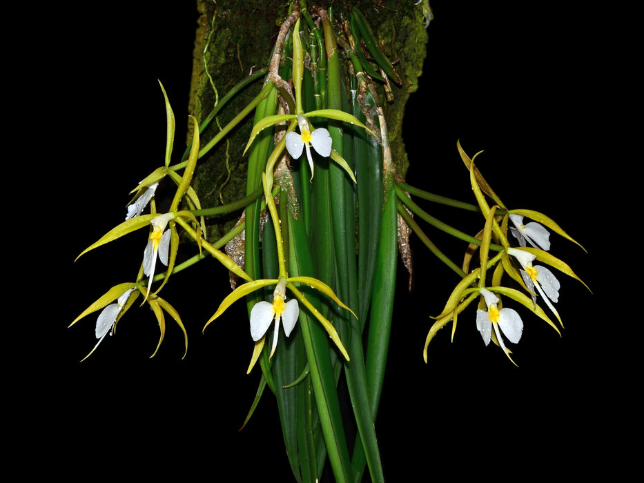 Epidendrum parkinsonianum