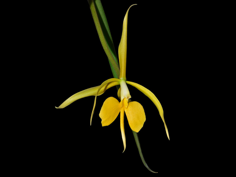 Epidendrum parkinsonianum