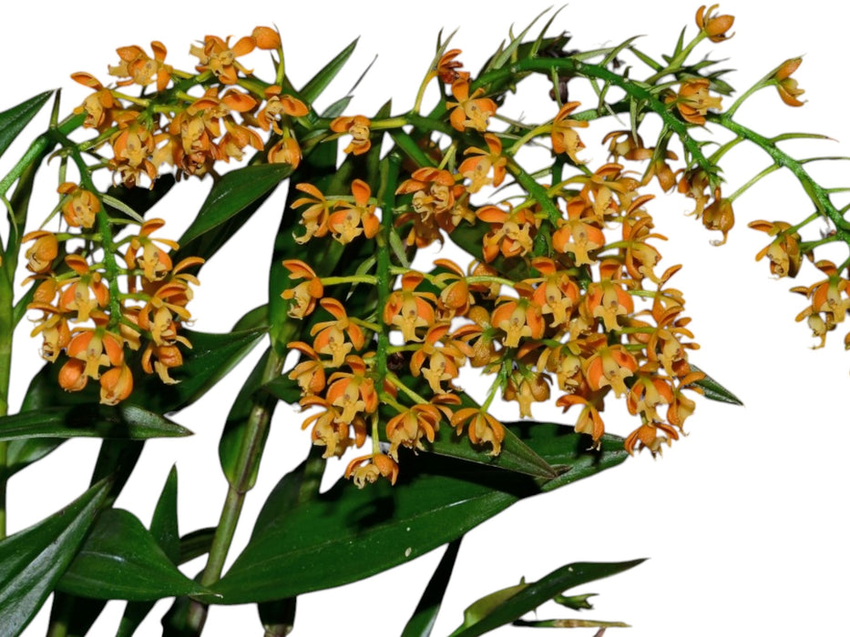 Epidendrum pepeportillae