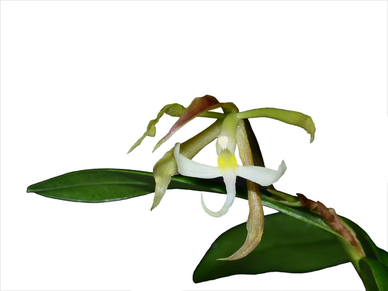 Epidendrum phlebonocturnum