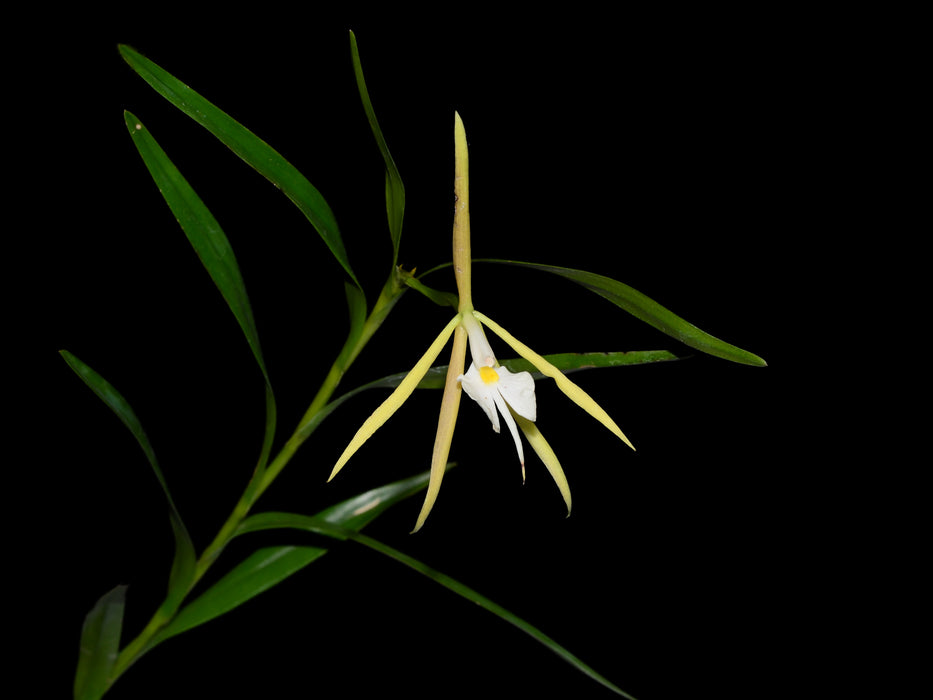 Epidendrum plurifolionocturnum