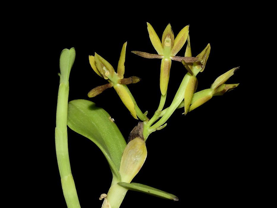 Epidendrum polyanthogastrium