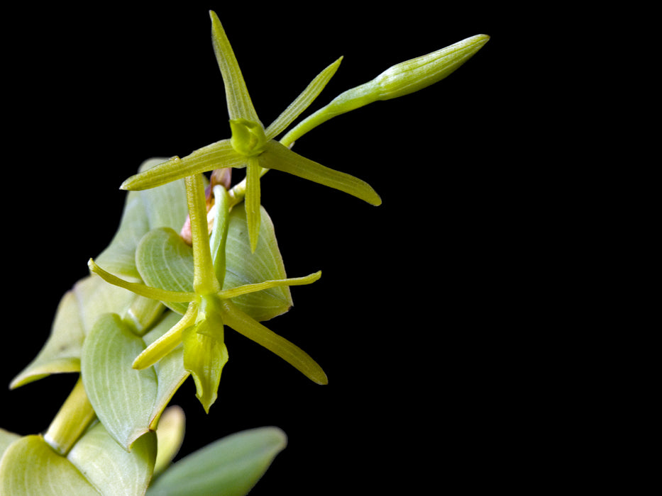 Epidendrum polyanthogastrium