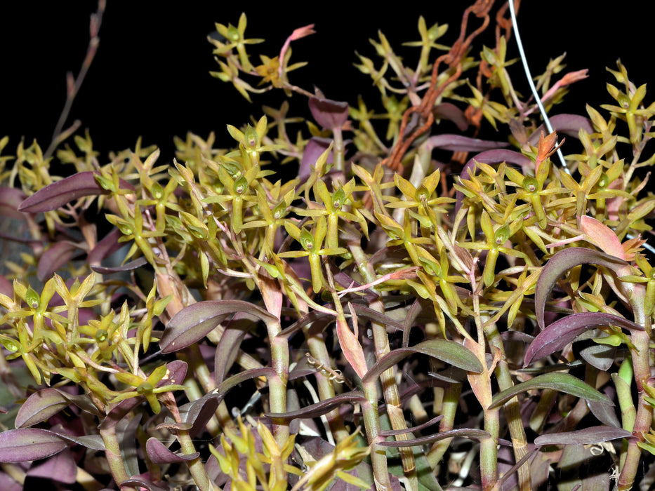 Epidendrum polyanthogastrium