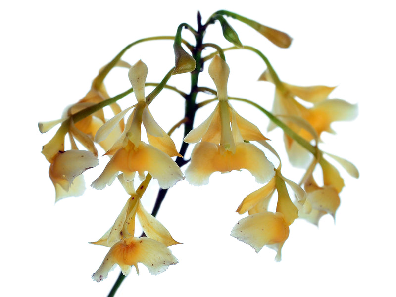 Epidendrum polystachyum