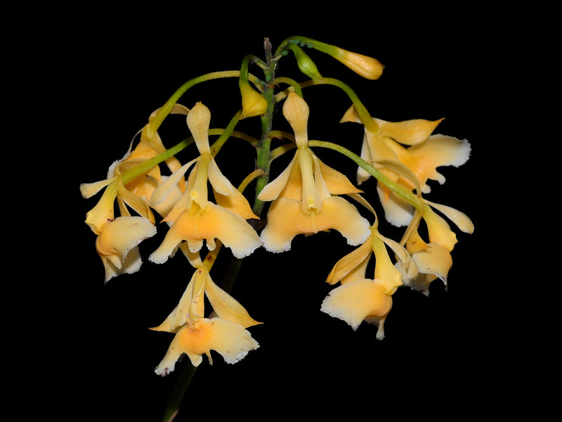 Epidendrum polystachyum