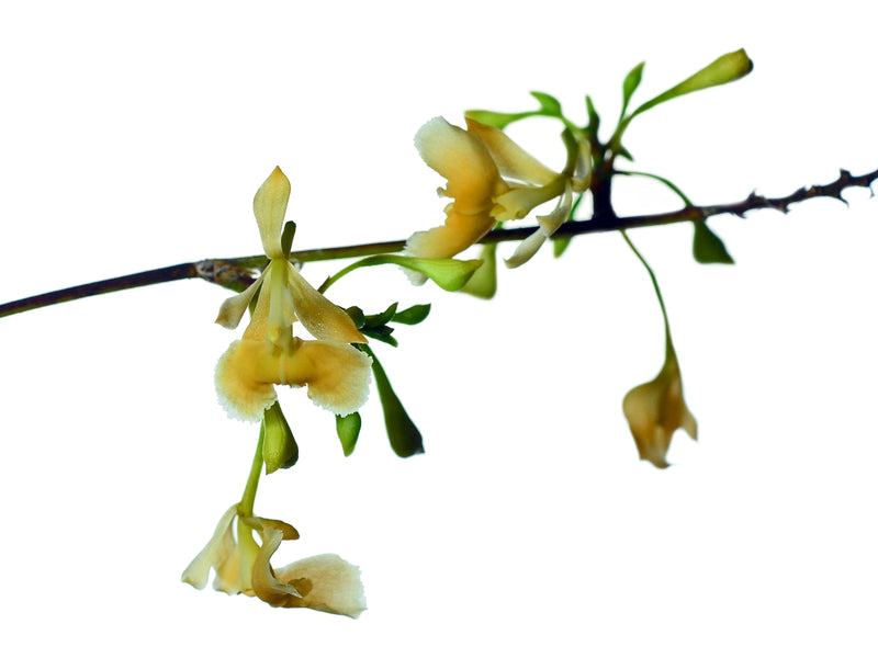 Epidendrum polystachyum