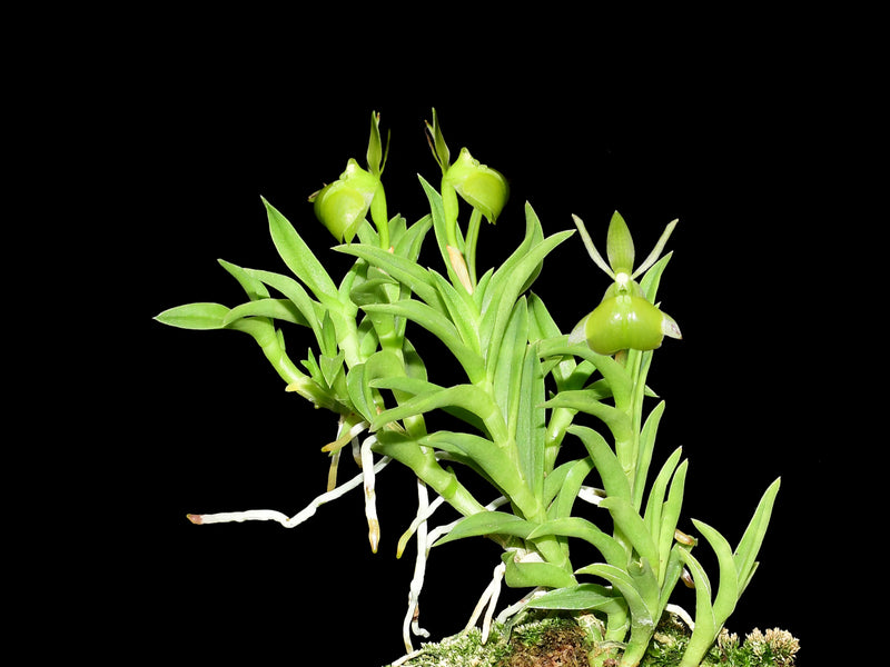 Epidendrum porpax f. viride