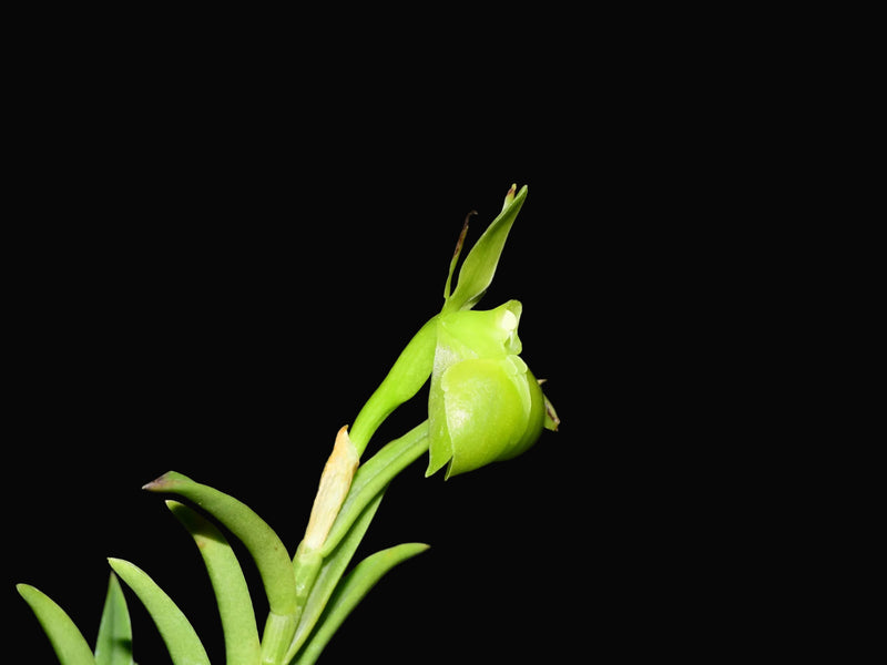 Epidendrum porpax f. viride