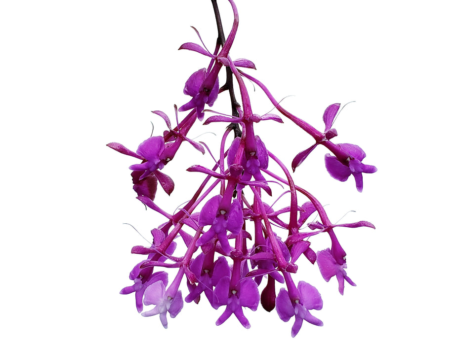 Epidendrum porphyreum