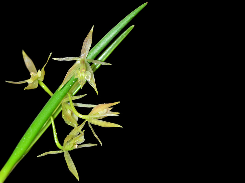 Epidendrum porquerense