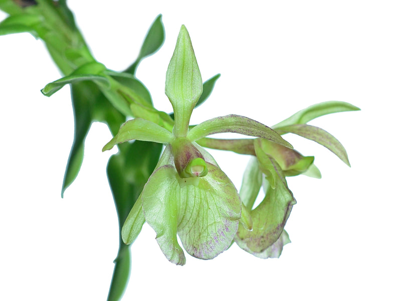 Epidendrum portillae