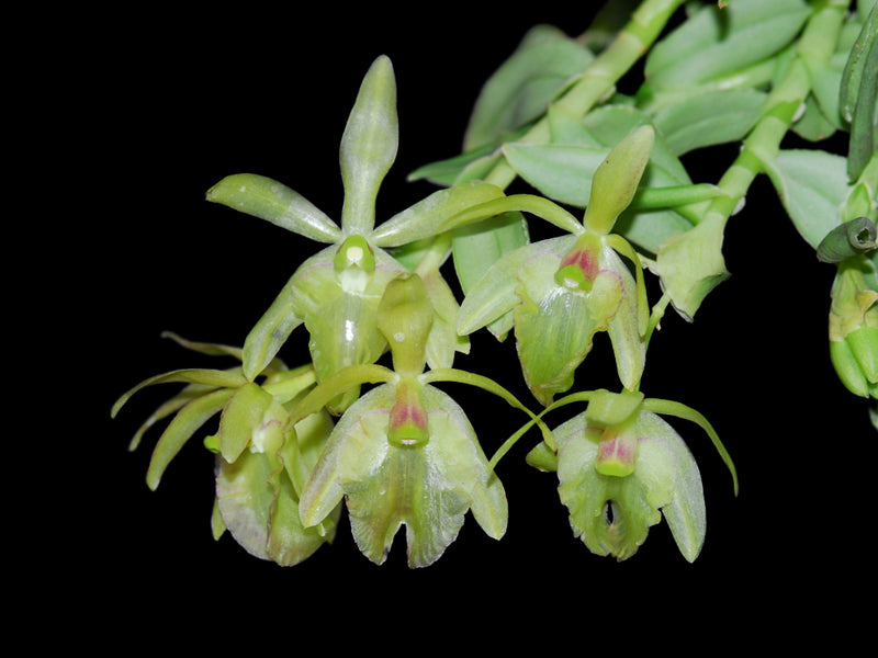 Epidendrum portillae