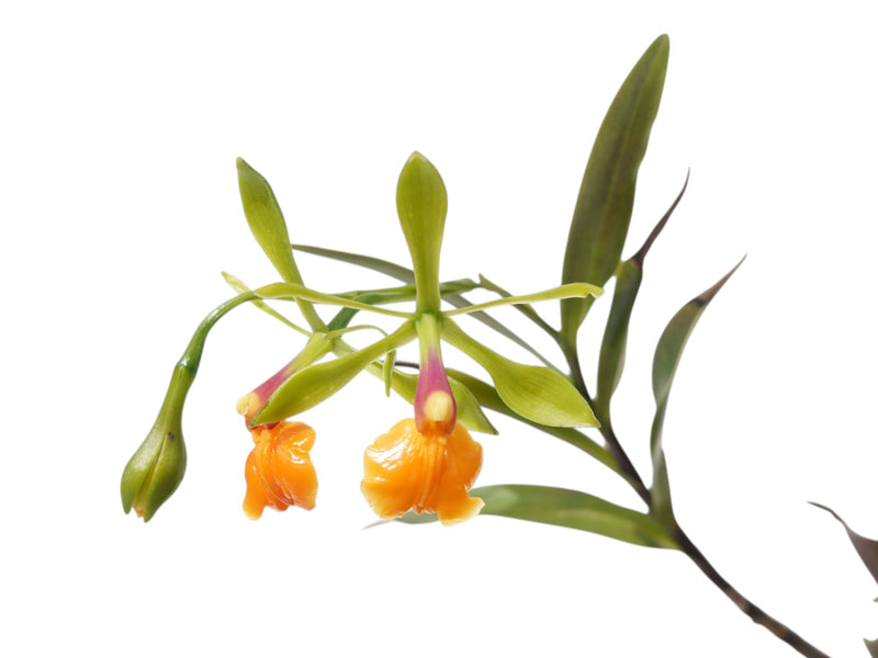 Epidendrum pseudepidendrum