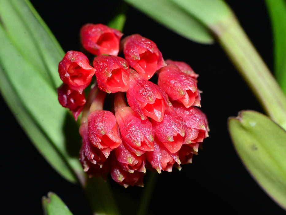 Epidendrum pseudoglobiflorum