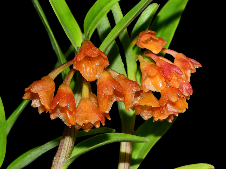 Epidendrum pseudoglobiflorum