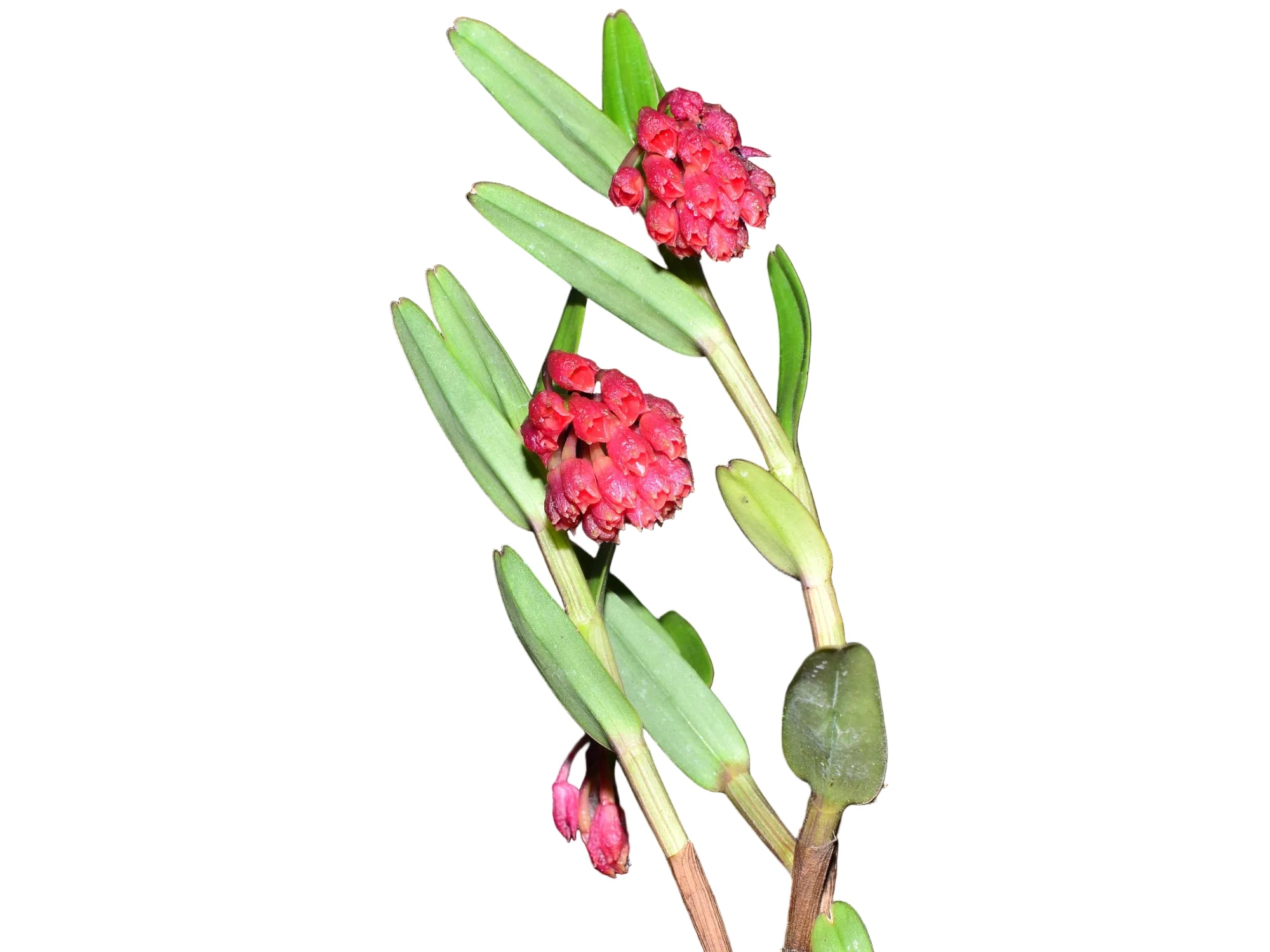 Epidendrum pseudoglobiflorum