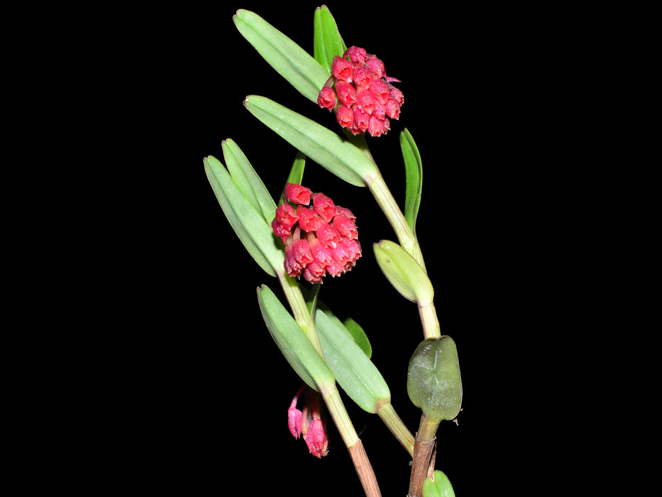 Epidendrum pseudoglobiflorum