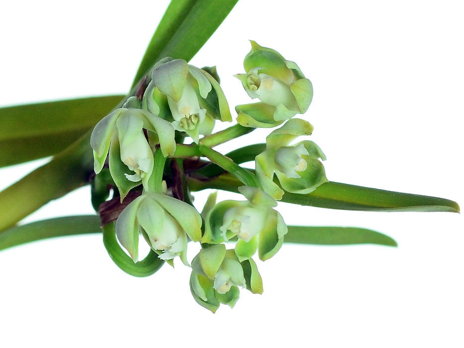 Epidendrum pteroglottis