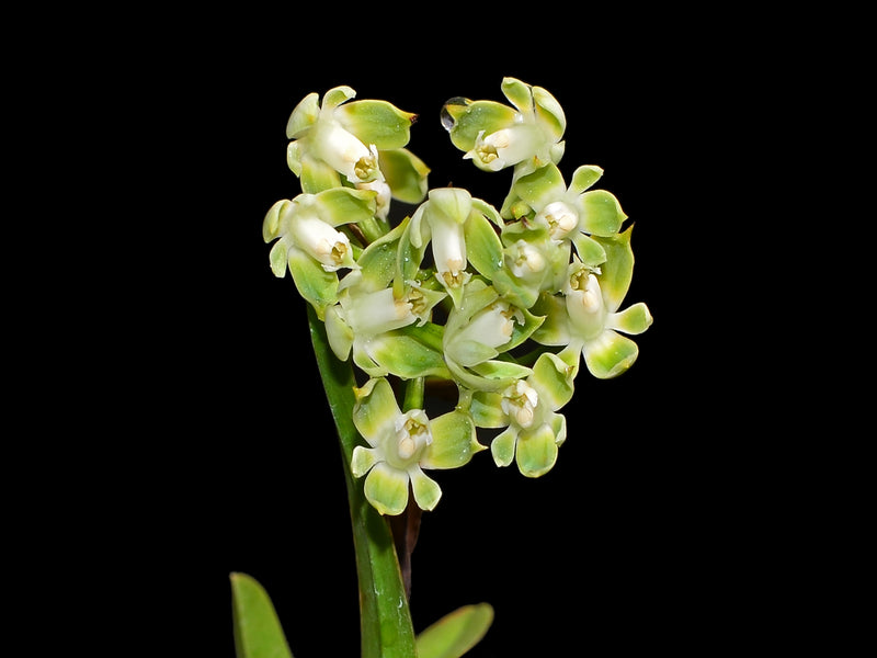 Epidendrum pteroglottis