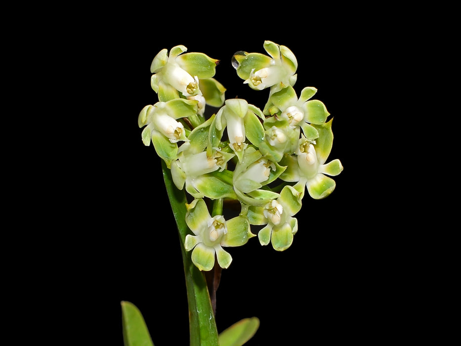 Epidendrum pteroglottis