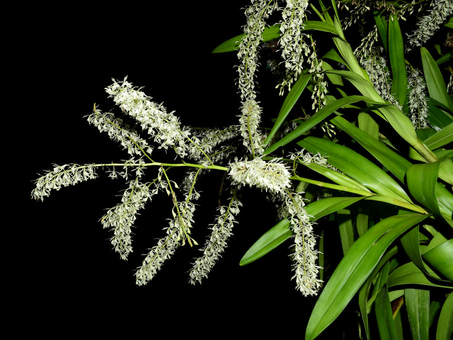 Epidendrum purum