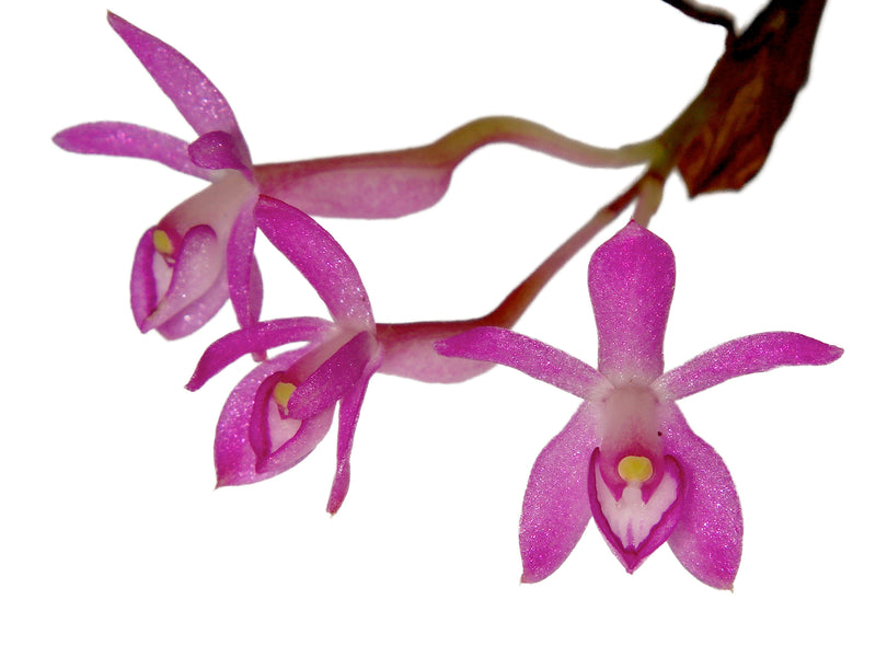 Epidendrum quisayanum