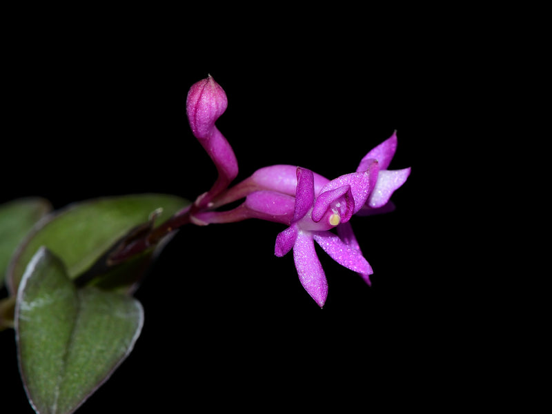 Epidendrum quisayanum