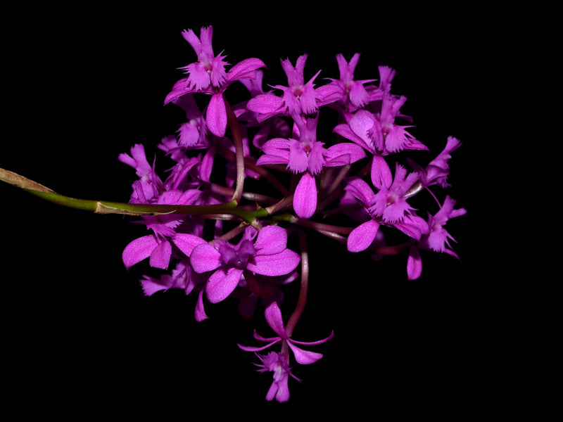 Epidendrum quitensium
