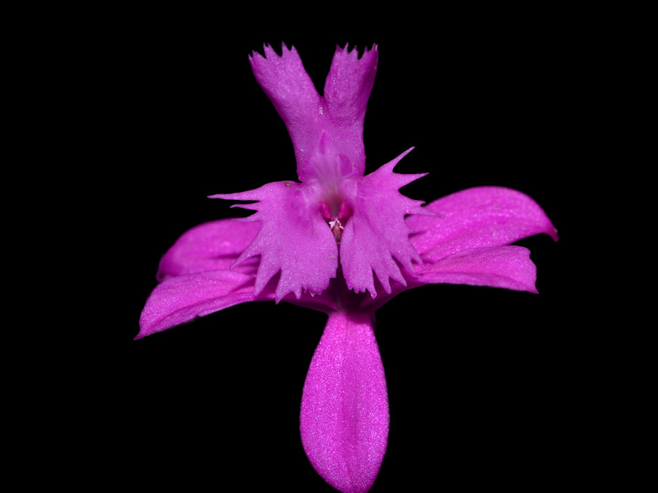 Epidendrum quitensium