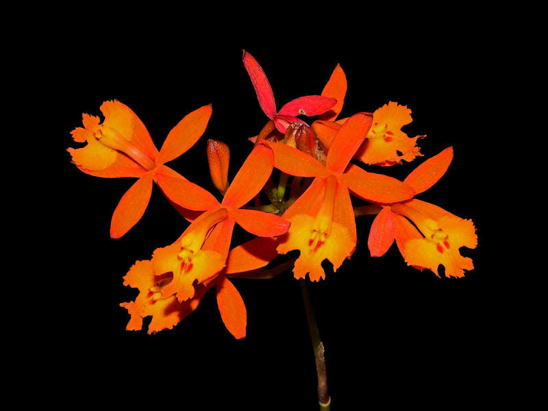 Epidendrum radicans