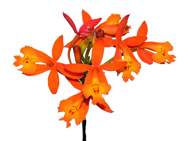 Epidendrum radicans