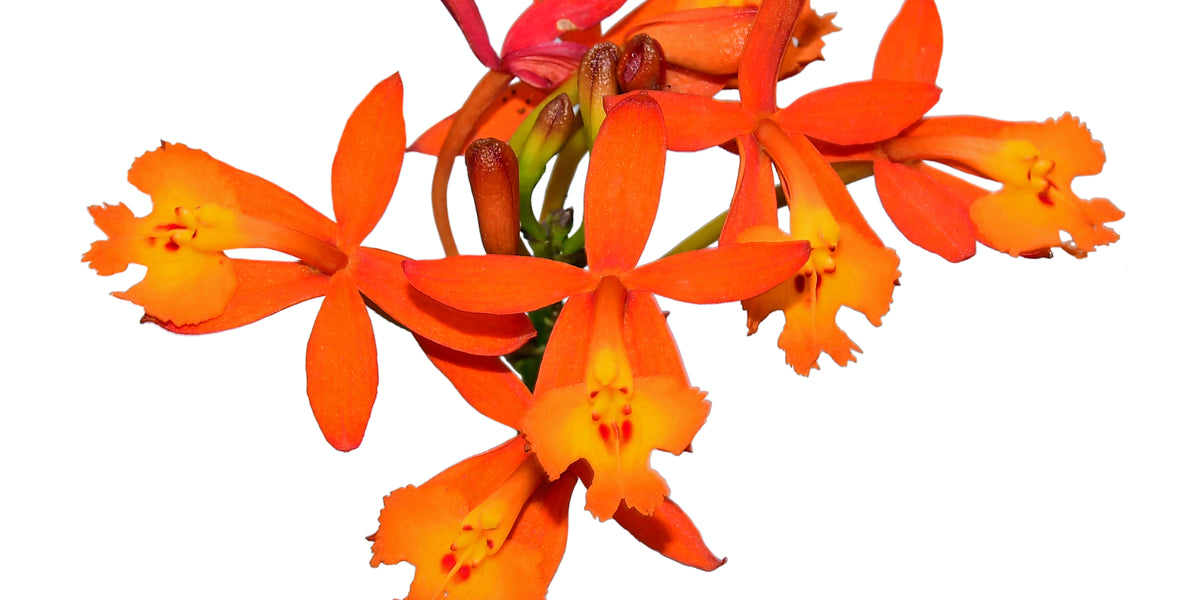 Epidendrum radicans — Ecuagenera Orquídeas del Ecuador