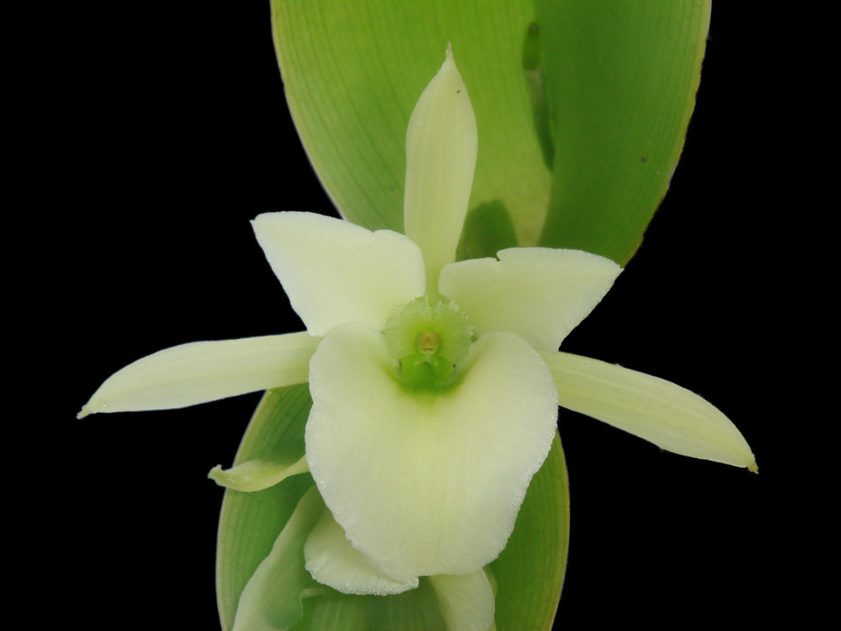 Epidendrum rhizomaniacum