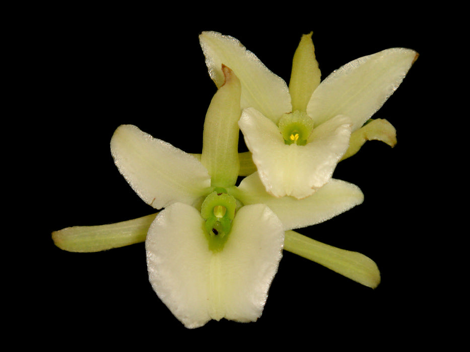 Epidendrum rhizomaniacum