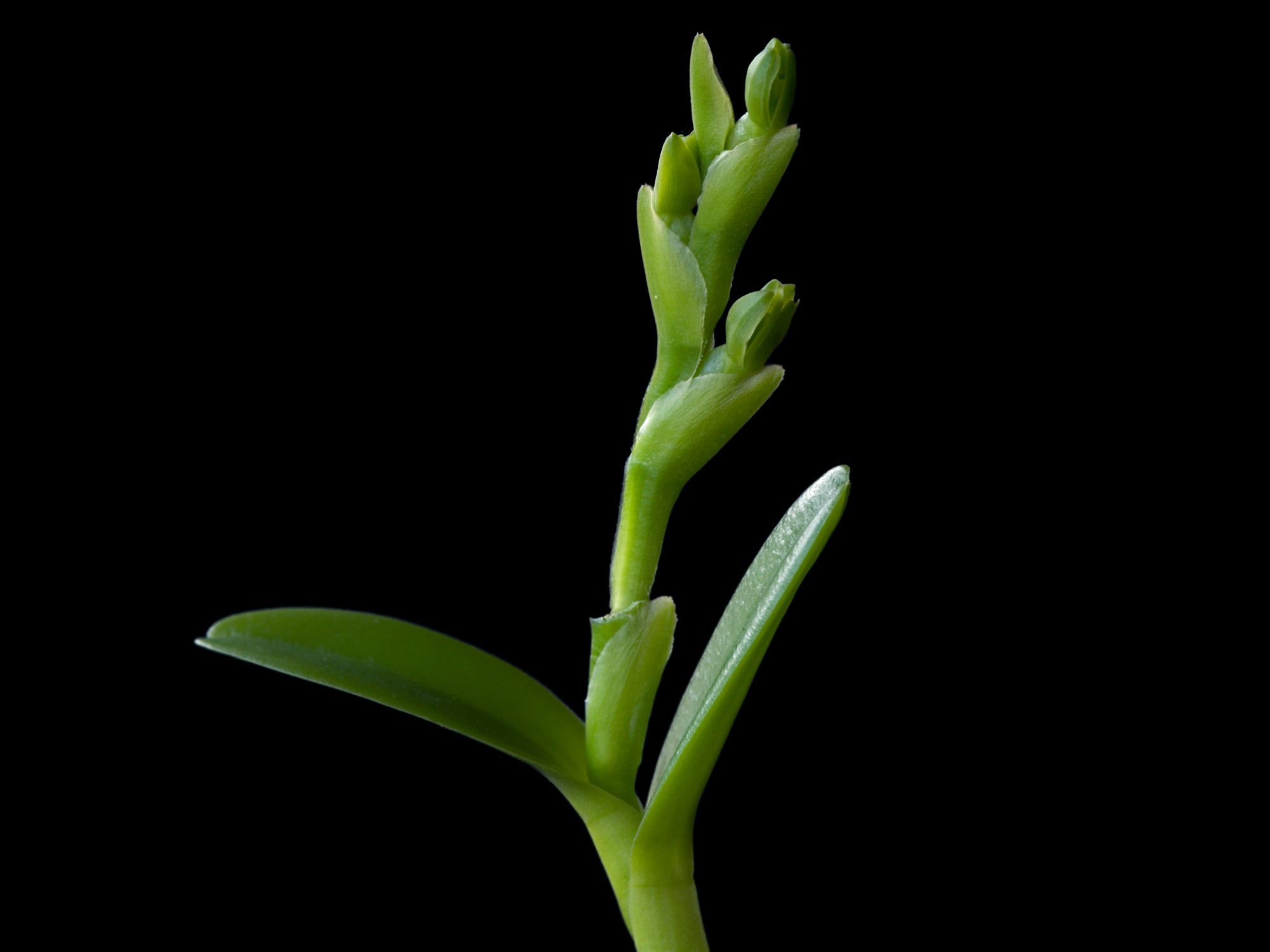 Epidendrum rigidum