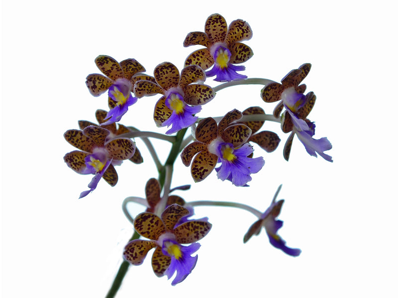 Epidendrum schumannianum