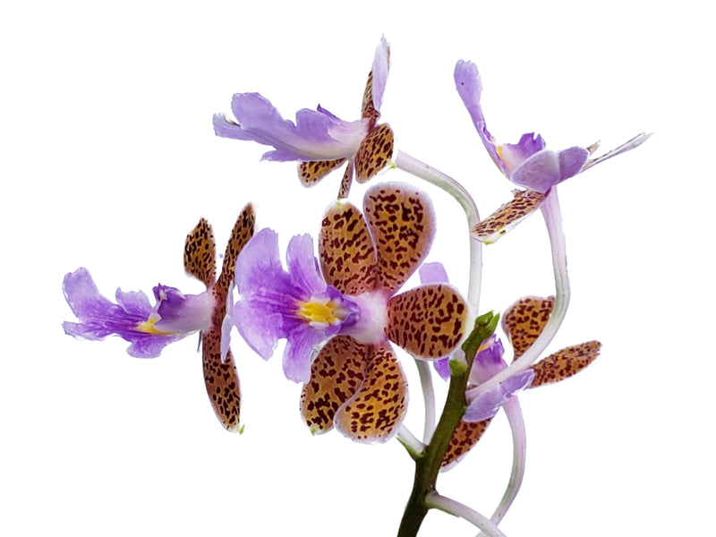 Epidendrum schumannianum