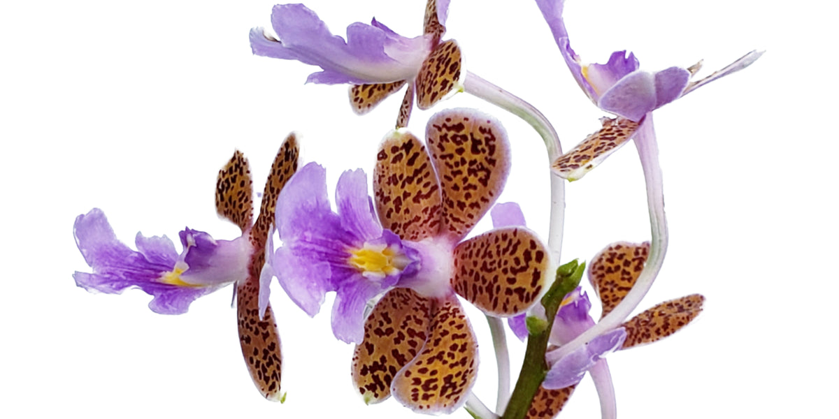 Epidendrum_schumannianum_2_120