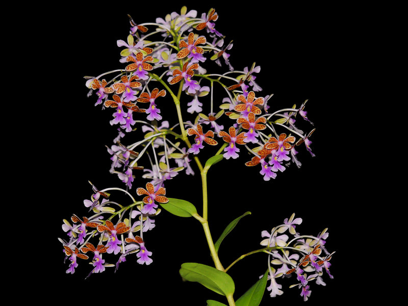 Epidendrum schumannianum