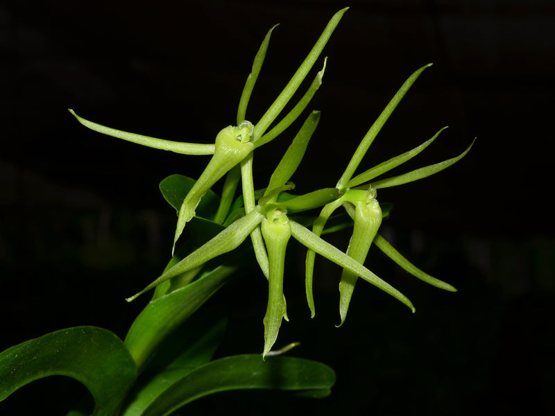 Epidendrum schunkei
