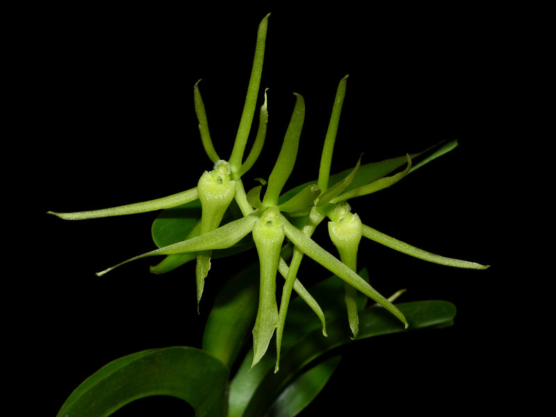 Epidendrum schunkei