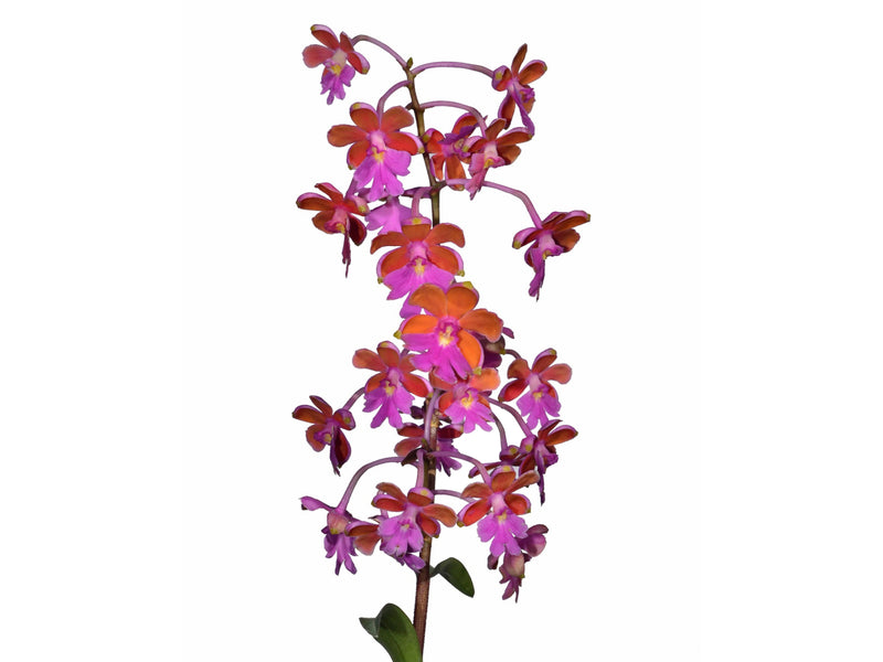 Epidendrum schweinfurthianum