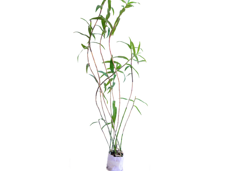 Epidendrum schweinfurthianum