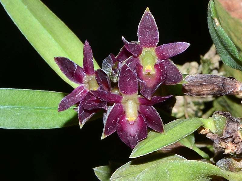 Epidendrum serpens